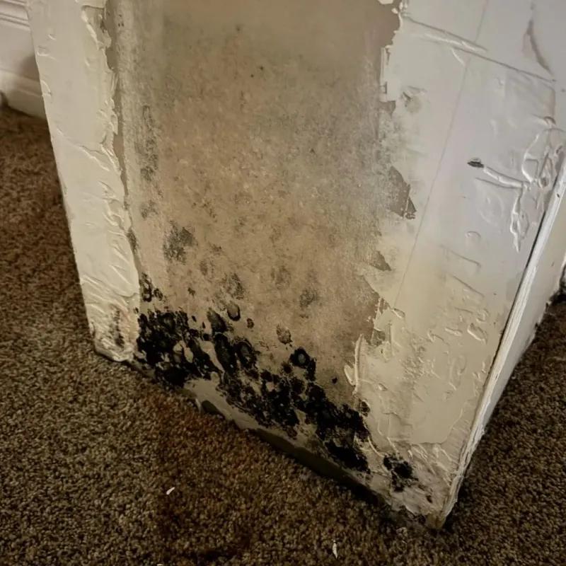 Professional Mold Removal in Dickson, OK